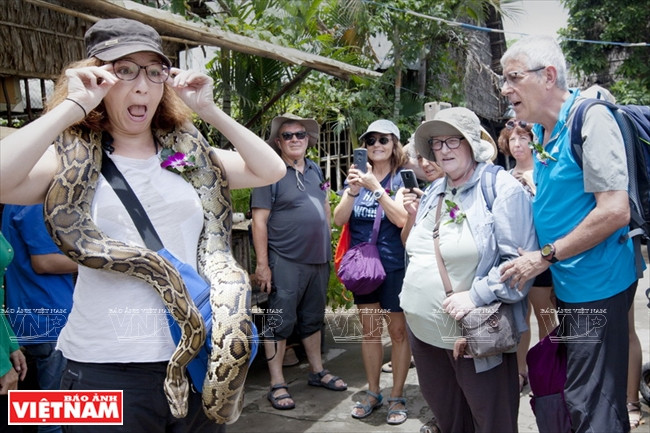 外国游客在果园地带体验与蟒蛇互动的惊险刺激。图自《越南画报》