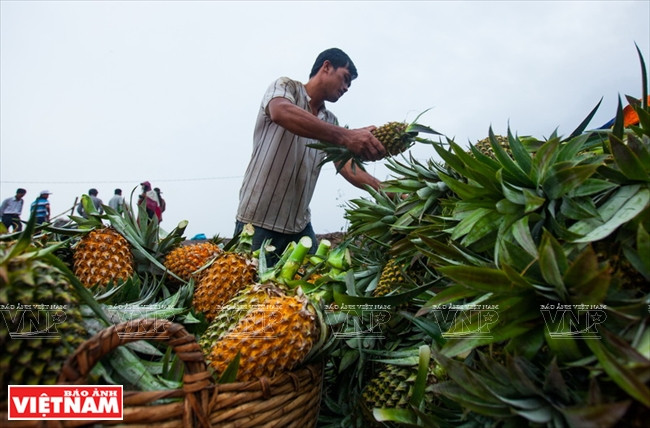 前江省萝菠收获季节。图自《越南画报》
