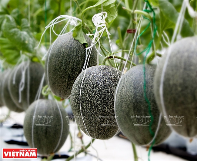 槟椥省哈密瓜。图自《越南画报》