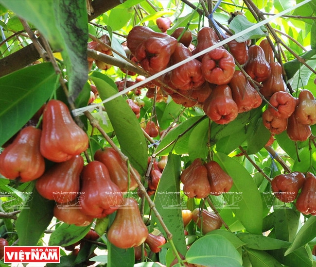 芹苴省水苹果。图自《越南画报》