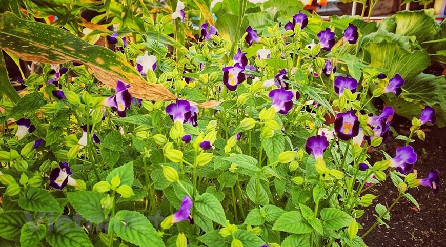 该村不仅种植各种花卉树苗... 