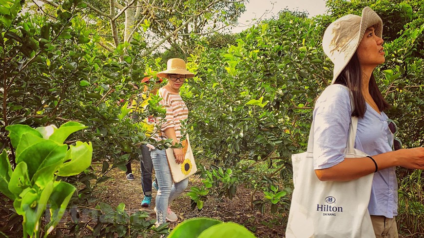每年，“水果之都”的封田吸引数十万国内外游客前来参观。图自Vietnam+