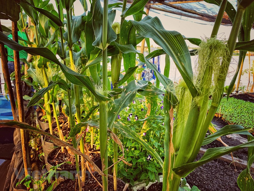 而还种植其他果树的树苗。图自Vietnam+