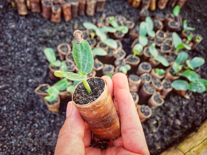 这是环境友好型的手工艺村，因此村民没有使用塑料袋包树苗, 而是用叶子。图自Vietnam+