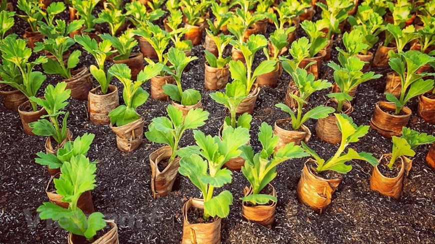从小小的树苗将长成大树，并在春节到来之际开出金灿灿的花朵。图自Vietnam+