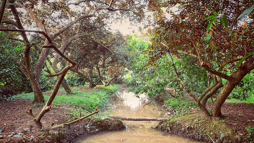 长了多年的这些金星果树行已为封田居民带来巨大收入。图自Vietnam+