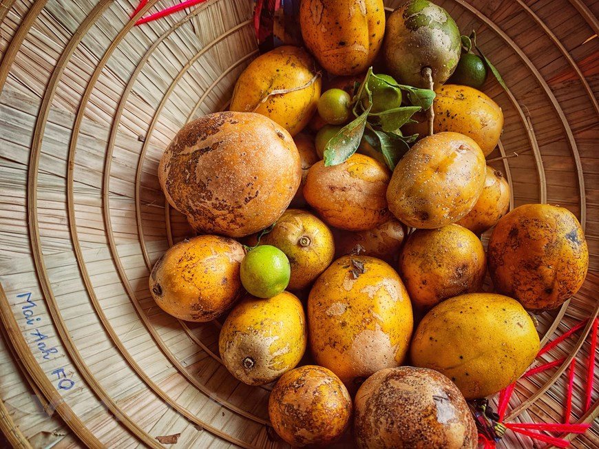 能亲手摘果实并在树下品尝自己的成果已成为游客有趣的体验。图自Vietnam+