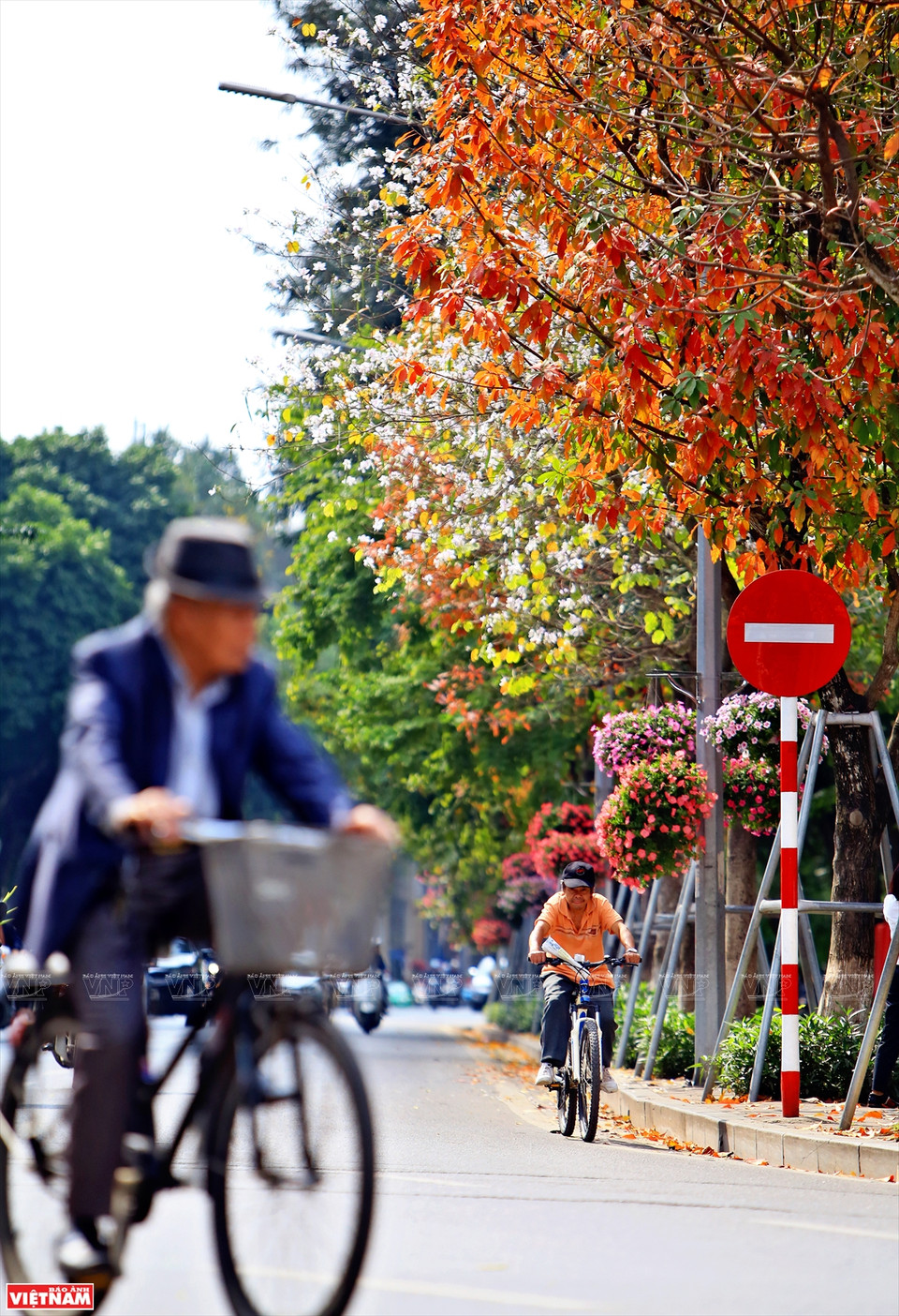 一到换叶季节，大花紫薇树上的绿叶慢慢变红，整个城市展示了独具魅力的浪漫、怀旧的面孔。图自《越南画报》
