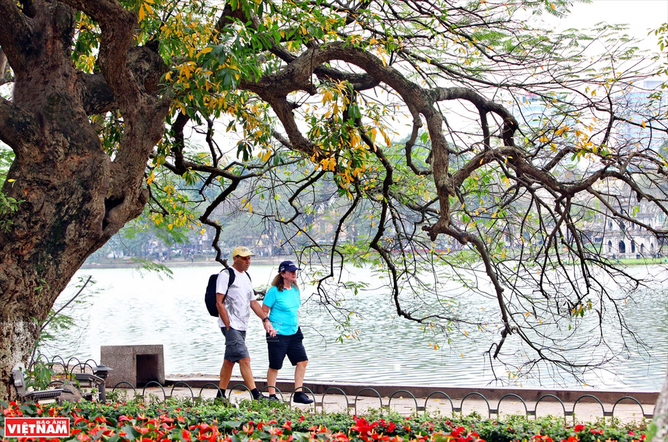 一到换叶季节，大花紫薇树上的绿叶慢慢变红，整个城市展示了独具魅力的浪漫、怀旧的面孔。图自《越南画报》