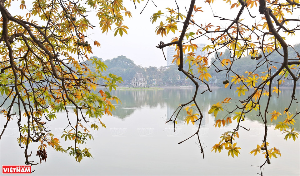 一到换叶季节，大花紫薇树上的绿叶慢慢变红，整个城市展示了独具魅力的浪漫、怀旧的面孔。图自《越南画报》