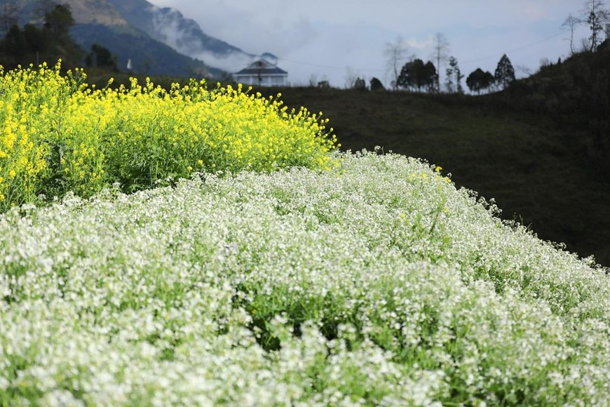 油菜花的美丽。图自越通社