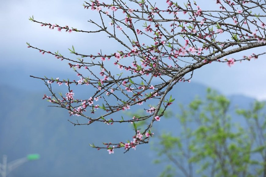番西邦峰的桃花盛开。图自越通社