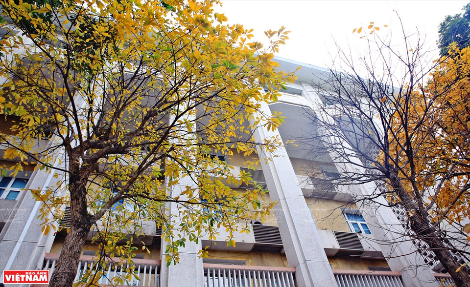 一到换叶季节，大花紫薇树上的绿叶慢慢变红，整个城市展示了独具魅力的浪漫、怀旧的面孔。图自《越南画报》