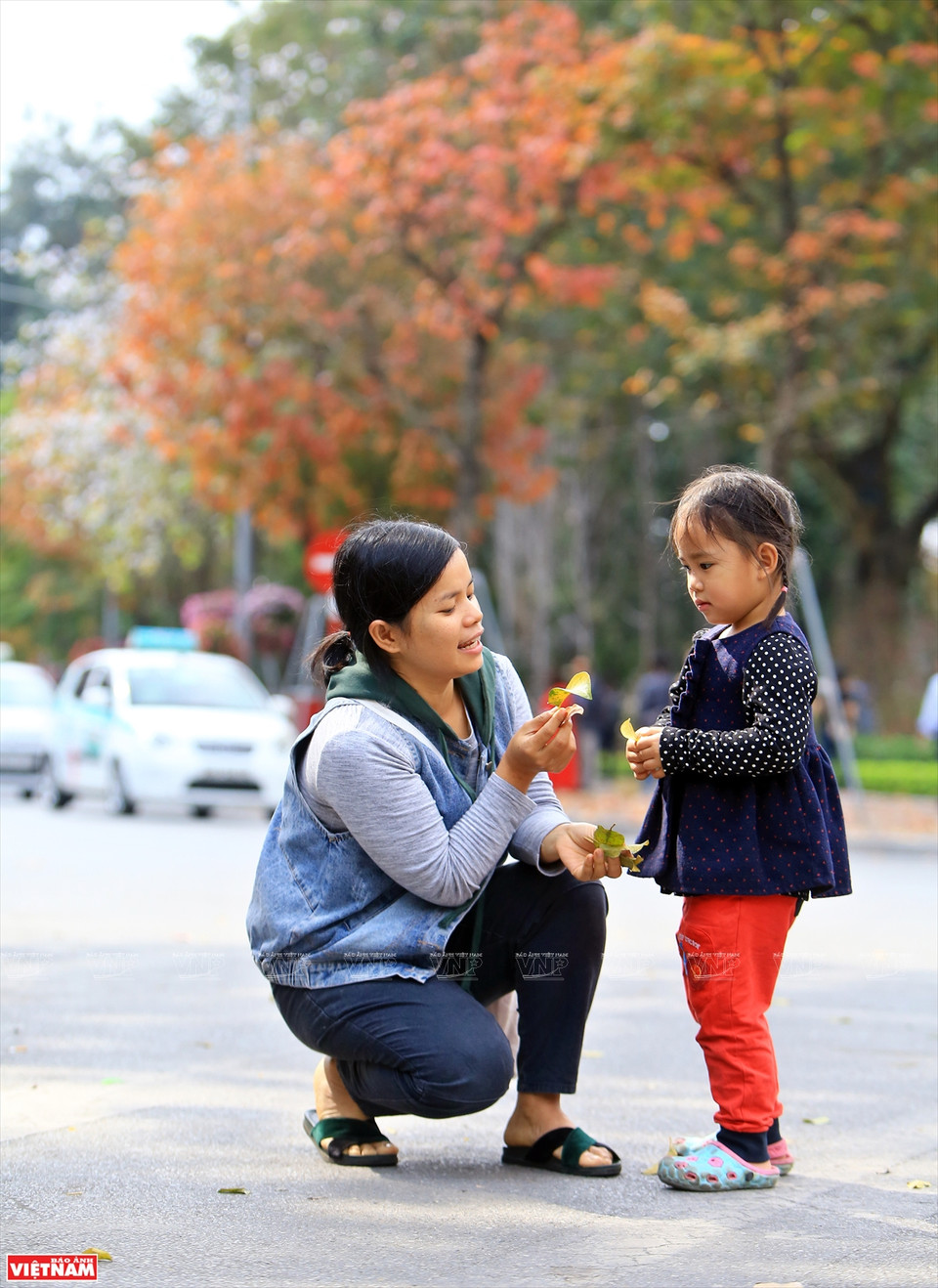 一到换叶季节，大花紫薇树上的绿叶慢慢变红，整个城市展示了独具魅力的浪漫、怀旧的面孔。图自《越南画报》