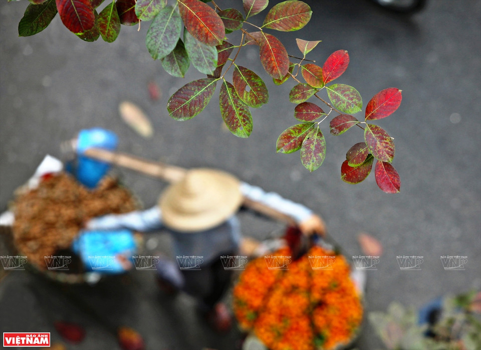 一到换叶季节，大花紫薇树上的绿叶慢慢变红，整个城市展示了独具魅力的浪漫、怀旧的面孔。图自《越南画报》