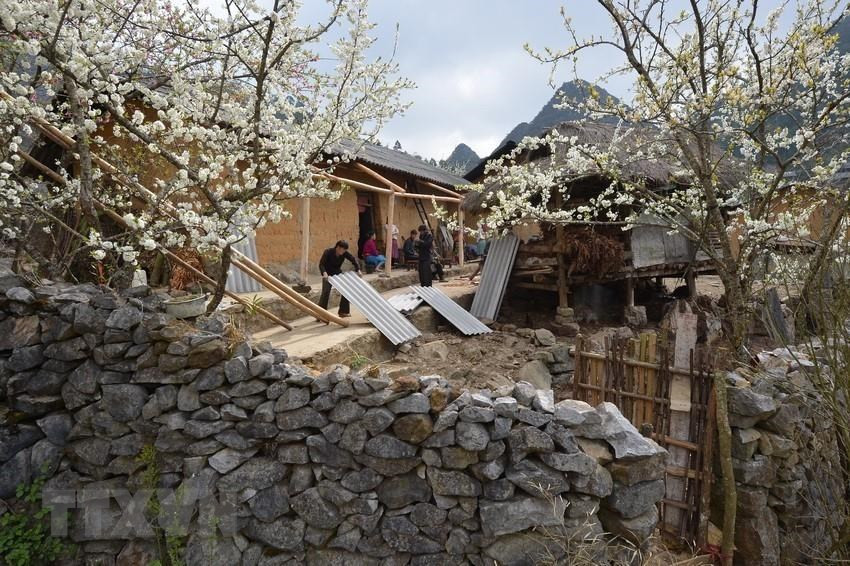 李子花盛开。图自越通社