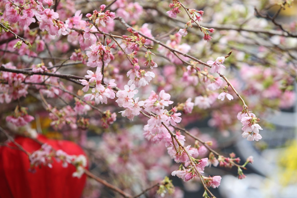在河内市还剑区李太祖花园的樱花盛开。图自越通社