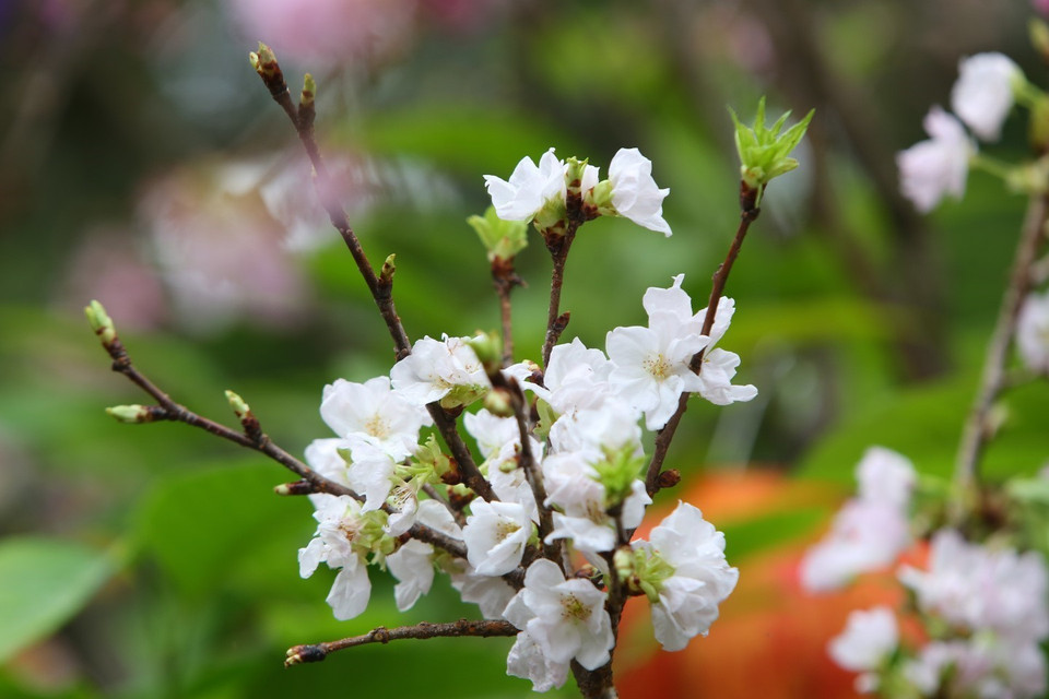 在河内市还剑区李太祖花园的樱花盛开。图自越通社