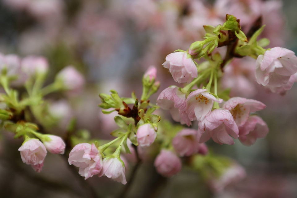 在河内市还剑区李太祖花园的樱花盛开。图自越通社