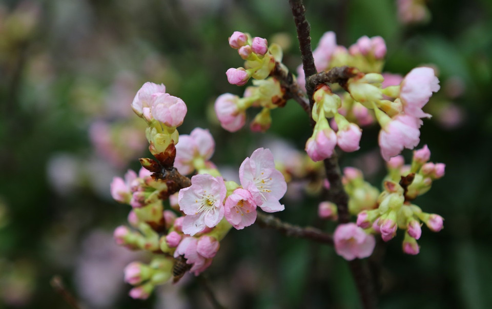 在河内市还剑区李太祖花园的樱花盛开。图自越通社