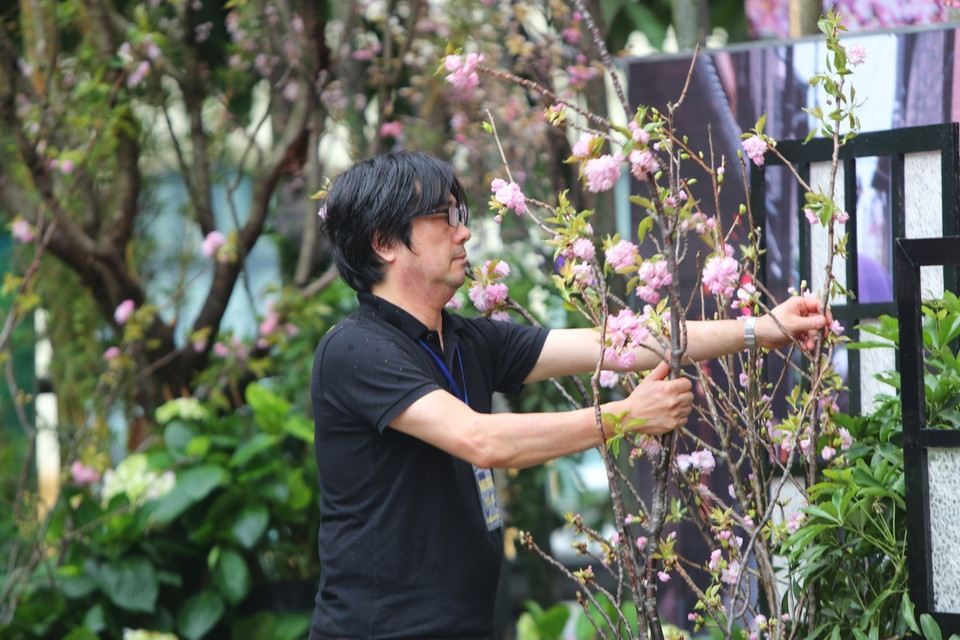 日本艺人和樱花树。图自越通社