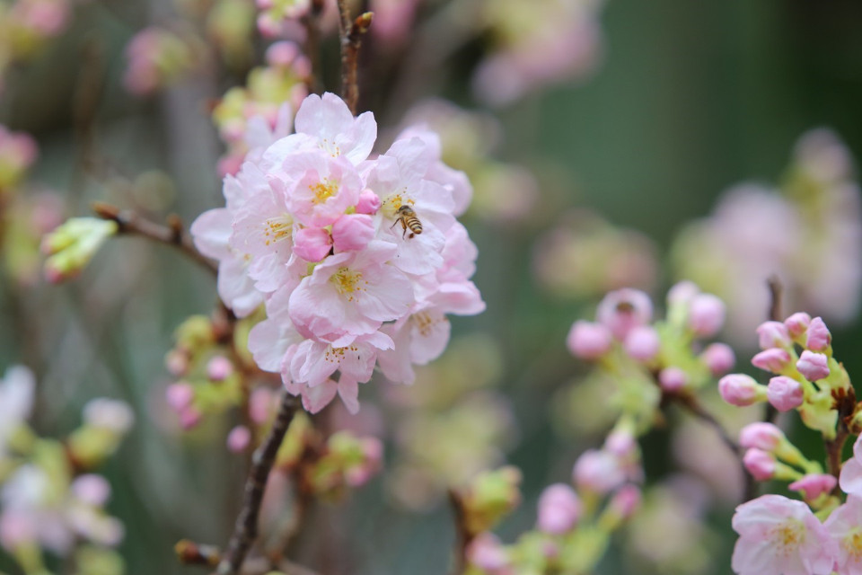 在河内市还剑区李太祖花园的樱花盛开。图自越通社