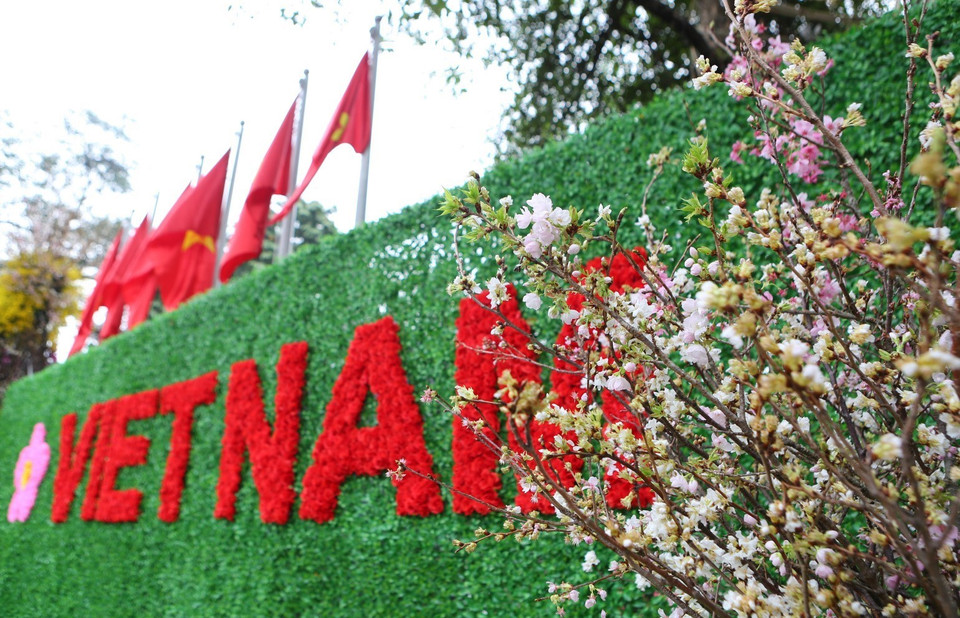 在河内市还剑区李太祖花园的樱花盛开。图自越通社