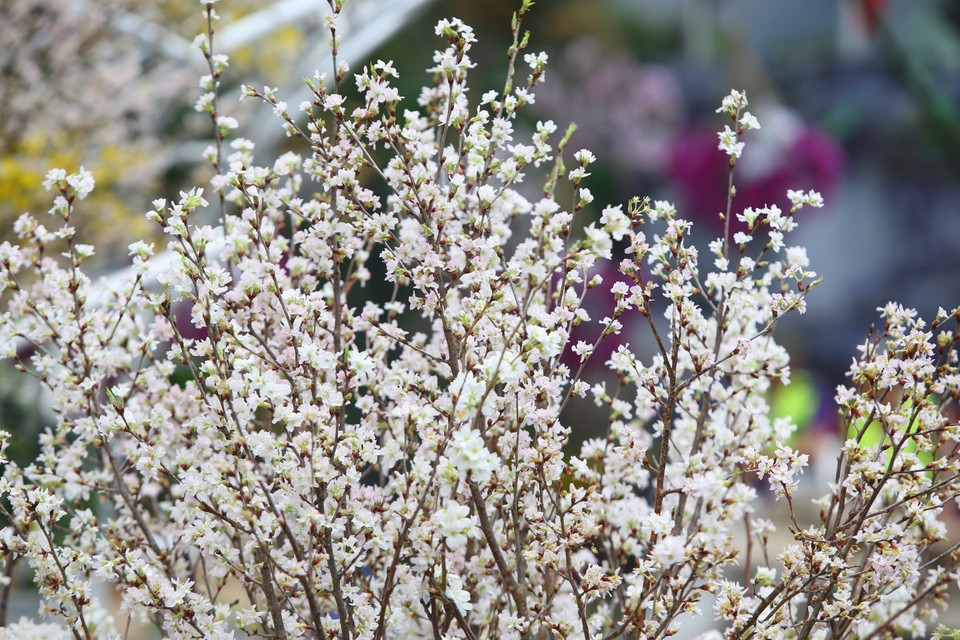 在河内市还剑区李太祖花园的樱花盛开。图自越通社