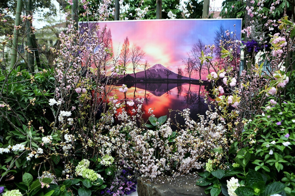 在河内市还剑区李太祖花园的樱花盛开。图自越通社