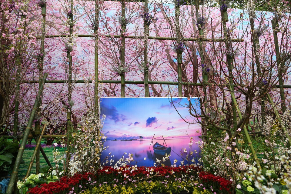 在河内市还剑区李太祖花园的樱花盛开。图自越通社