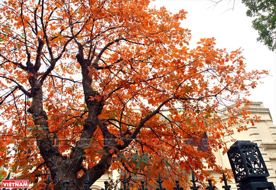 一到换叶季节，大花紫薇树上的绿叶慢慢变红，整个城市展示了独具魅力的浪漫、怀旧的面孔。图自《越南画报》