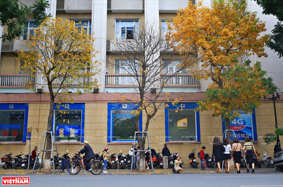 一到换叶季节，大花紫薇树上的绿叶慢慢变红，整个城市展示了独具魅力的浪漫、怀旧的面孔。图自《越南画报》