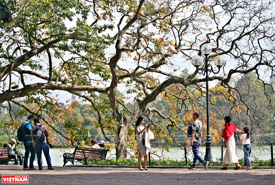 一到换叶季节，大花紫薇树上的绿叶慢慢变红，整个城市展示了独具魅力的浪漫、怀旧的面孔。图自《越南画报》