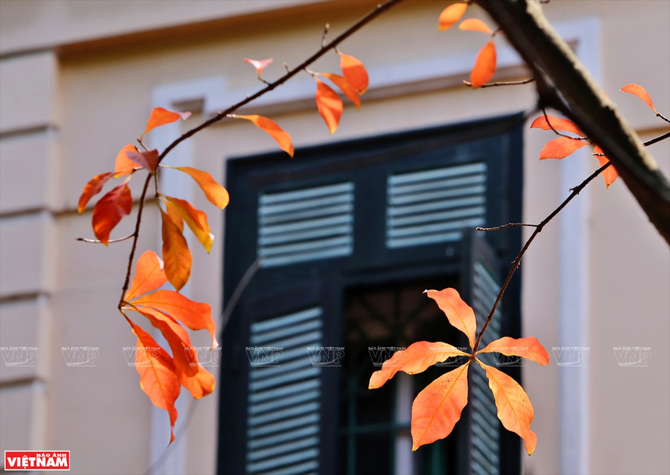 一到换叶季节，大花紫薇树上的绿叶慢慢变红，整个城市展示了独具魅力的浪漫、怀旧的面孔。图自《越南画报》