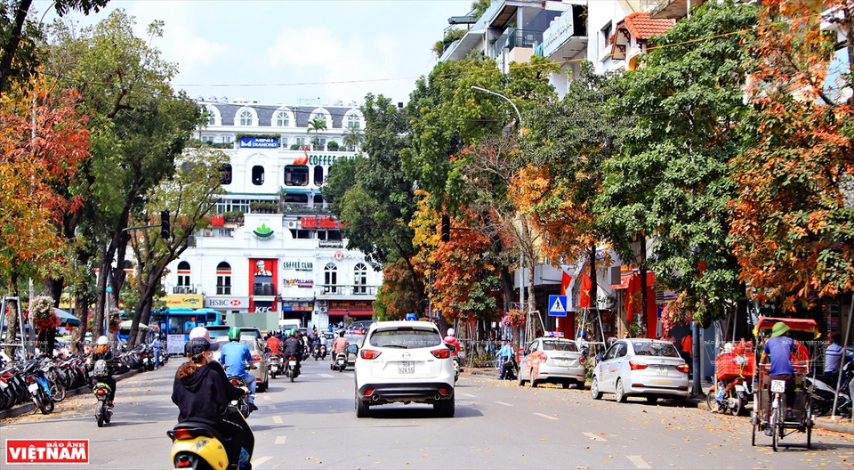 一到换叶季节，大花紫薇树上的绿叶慢慢变红，整个城市展示了独具魅力的浪漫、怀旧的面孔。图自《越南画报》