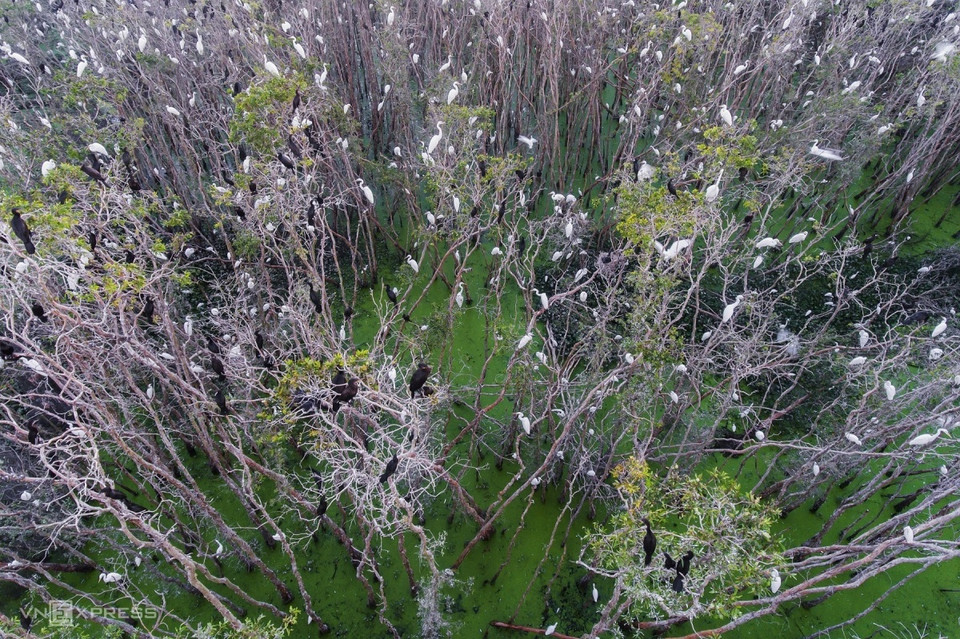 新立白千层林是隆安省著名的生态旅游区。这里拥有迷人的河流景色和一望无际的白千层林，尤其是在春天，成群结队的鹳鸟飞回白千层林栖息的景色让人陶醉。图自vnexpress.net