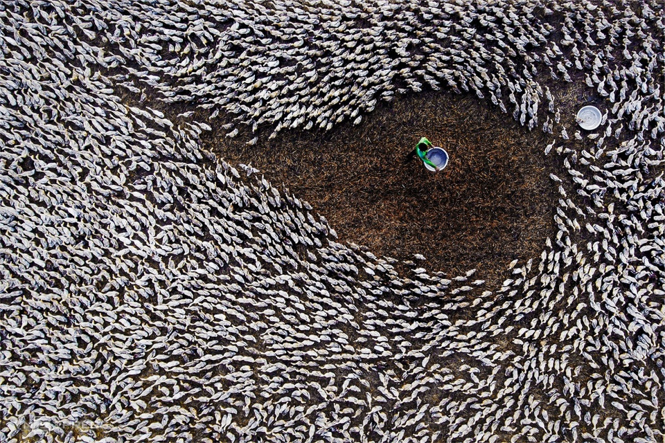 在2020年第35届九龙江三角洲艺术摄影节展示《用餐时间》作品，捕捉了新立乡黄昏时农民赶鸭子回家的场景。图自vnexpress.net