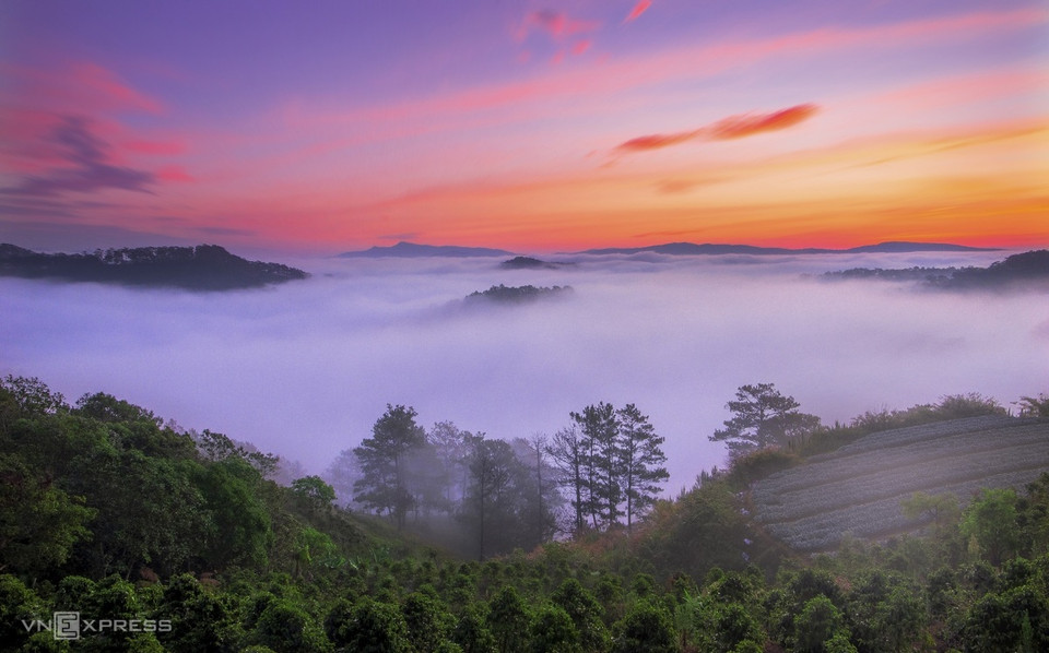 春寿乡醉山村松树林黎明美景。图自vnexpress.net