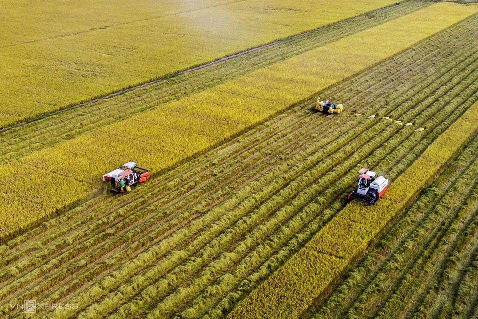 乡村在稻米收割季节的紧凑节奏。图自vnexpress.net