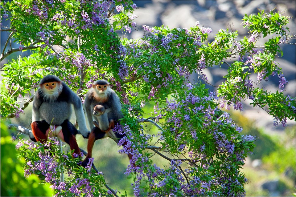何福盛的《灰腿白臀叶猴之家》获得鼓励奖。（图片来源：越通社）