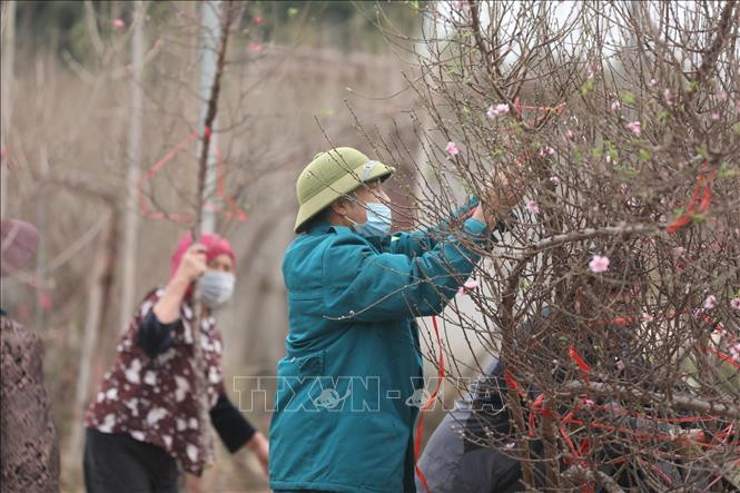 日新花农已为2022年寅虎春节做好准备。图自越通社