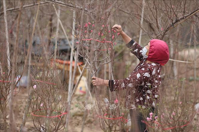 今年年底，由于天气条件适宜，桃花提前盛放。图自越通社