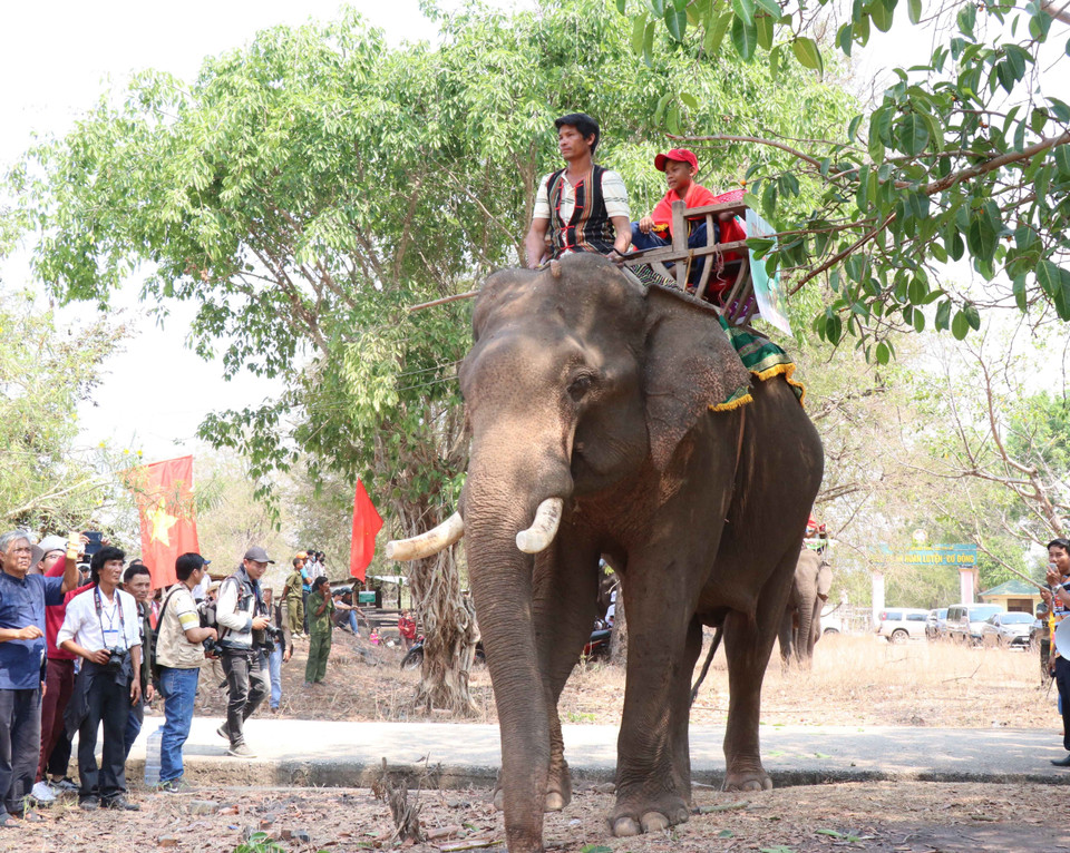  祭文念毕，大象依次进来。越通社记者俊英 摄