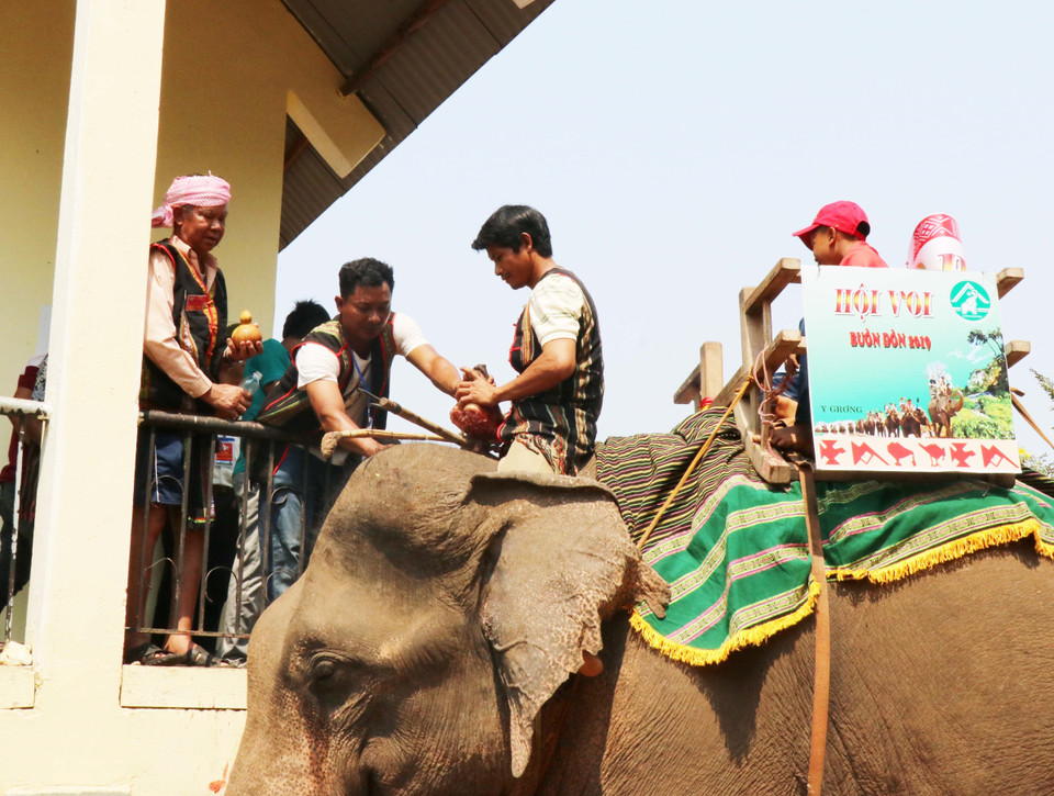  主祭人将猪血、白酒浇到大象头上，祈求健康平安。越通社记者俊英 摄