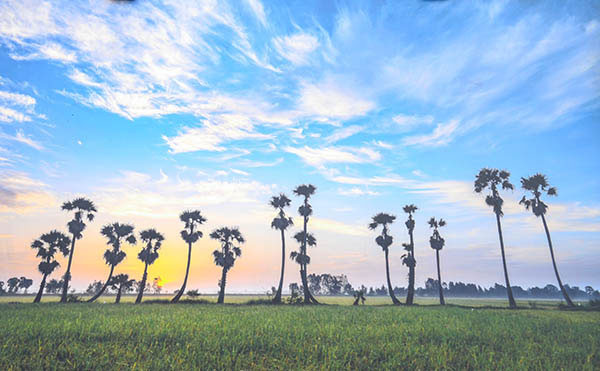 阮俊海的作品《糖棕树田上的黎明》。（图片来源：越共电子报）
