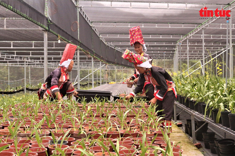 同文乡少数民族同胞在平辽花卉合作社栽培各种花卉盆景。图自 越通社/《信息报》