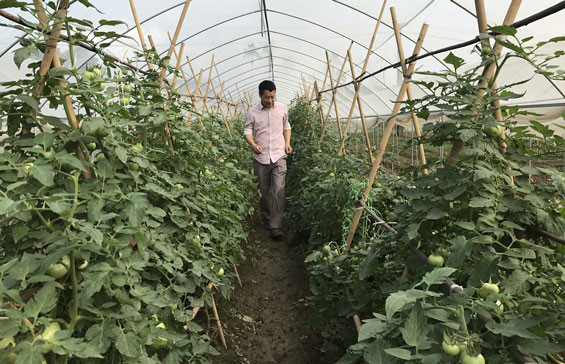 太原省VietGap农场。(图片来源：越通社）