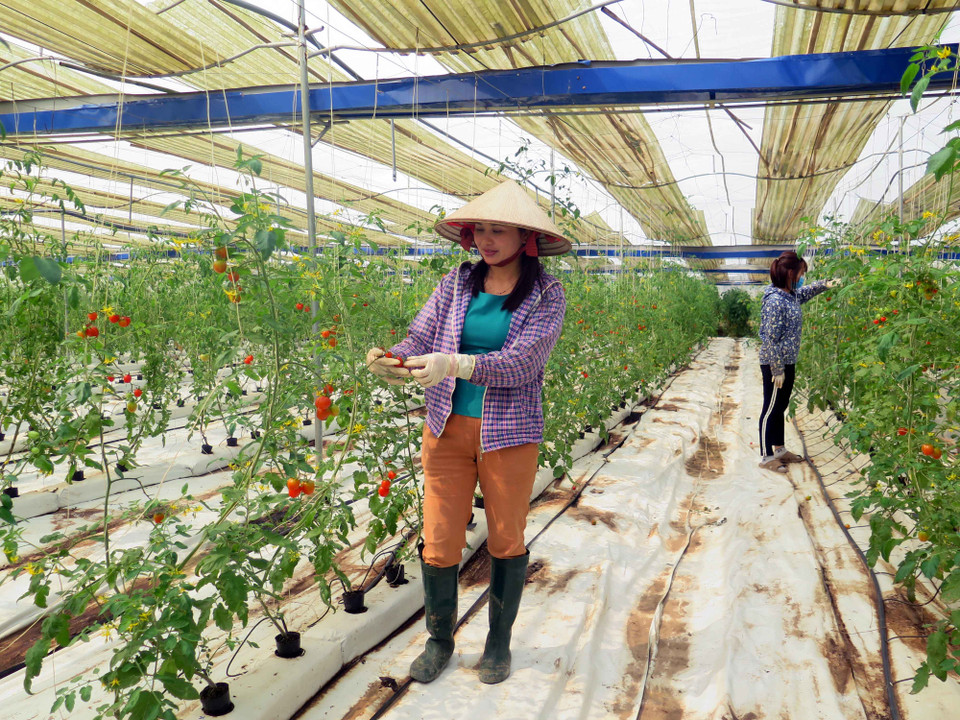 太原省VietGap农场。(图片来源：越通社）