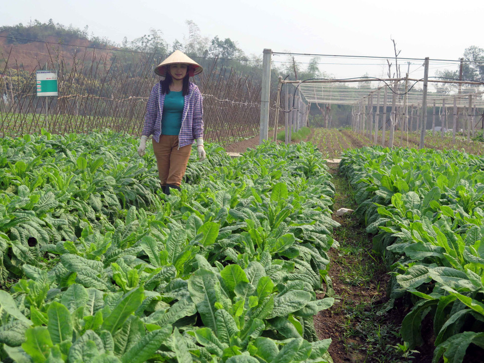 太原省VietGap农场。(图片来源：越通社）