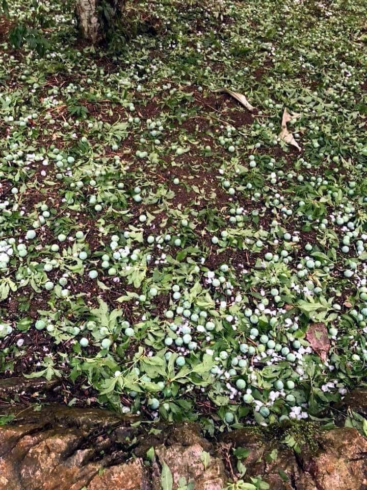 冰雹来袭给当地居民农作物严重受损。（图片来源：越通社）